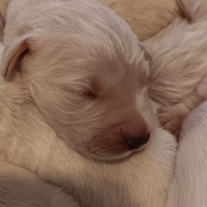 Chiot golden retriever #0
