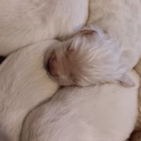 Chiot golden retriever #1