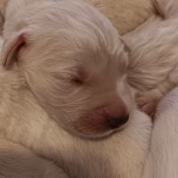 Chiot golden retriever
