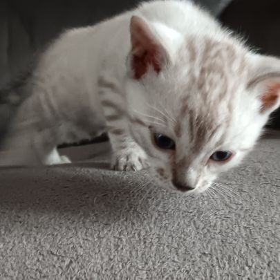 Chaton bengal #0