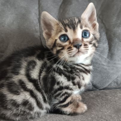 Chaton bengal #4
