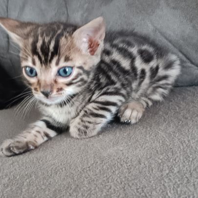 Chaton bengal #5