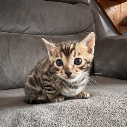 Chaton bengal #7