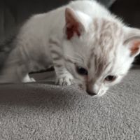 Chaton bengal