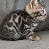 Chaton bengal #3