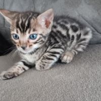 Chaton bengal #5