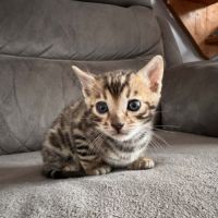 Chaton bengal #7