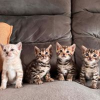 Chaton bengal #8