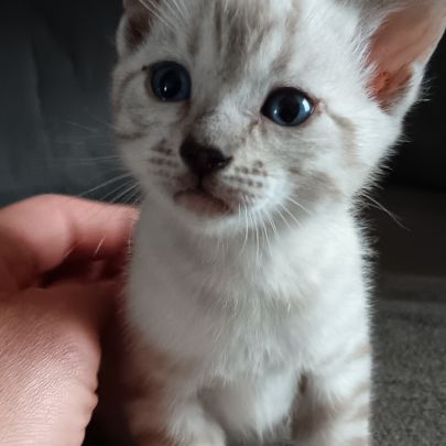 Chaton bengal #2