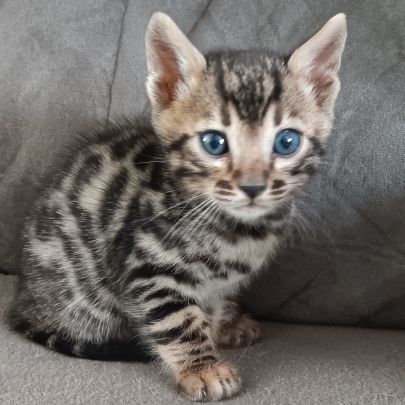 Chaton bengal #3