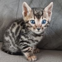 Chaton bengal #3
