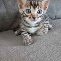 Chaton bengal #4