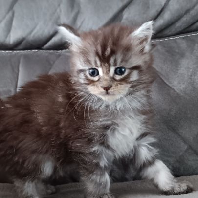 Chaton maine coon #3