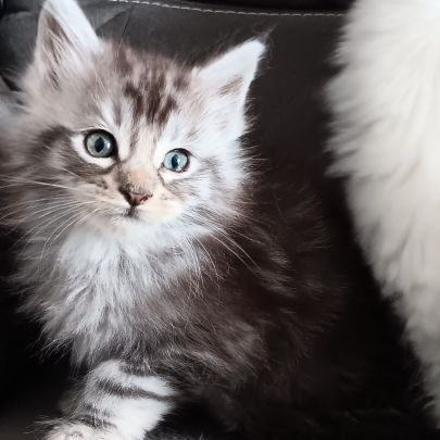 Chaton maine coon #5