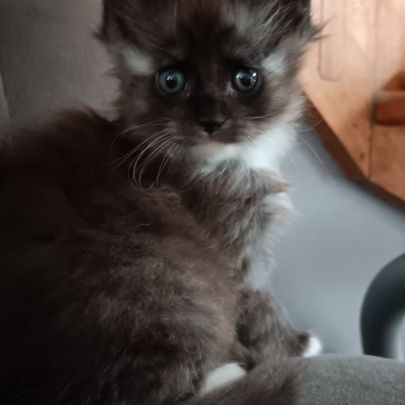 Chaton maine coon #6