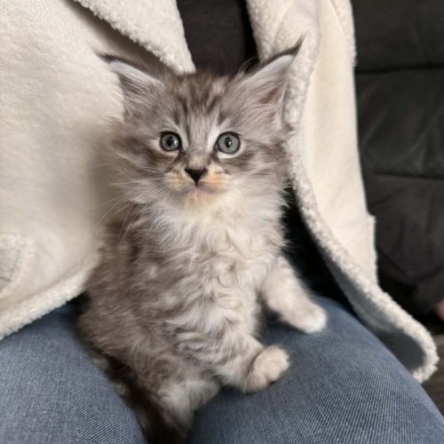 Chaton maine coon #7