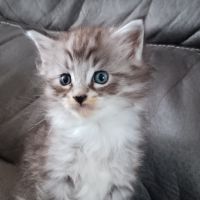Chaton maine coon #1