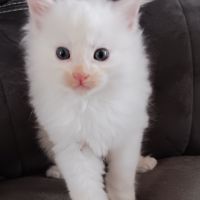 Chaton maine coon #4