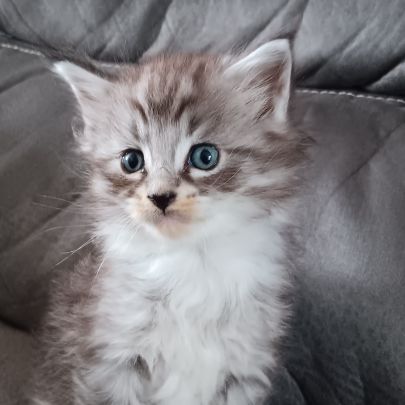 Chaton maine coon #1