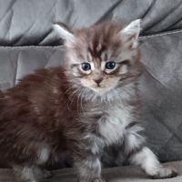 Chaton maine coon #2