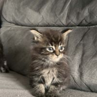 Chaton maine coon #7