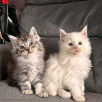 Chaton maine coon #0