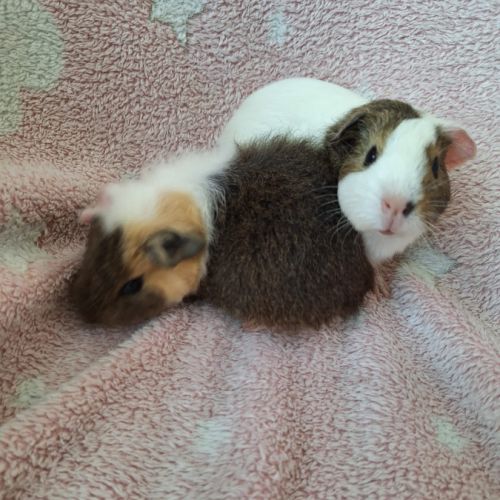 2 bébés cochon d'inde femelles #0