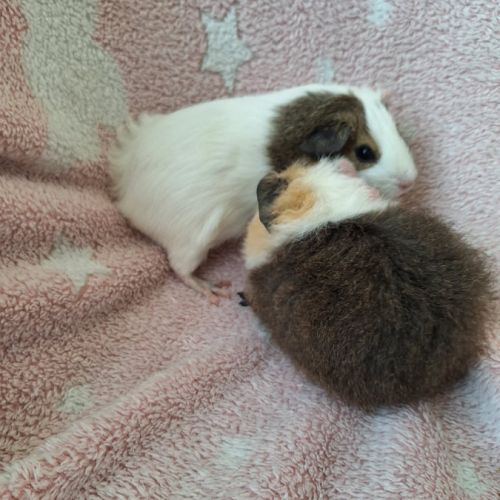 2 bébés cochon d'inde femelles #2