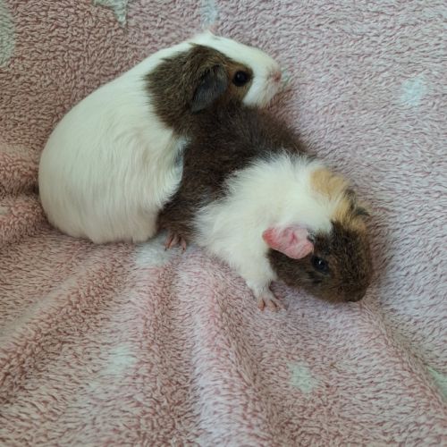 2 bébés cochon d'inde femelles #3