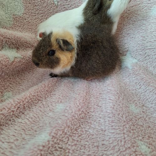 2 bébés cochon d'inde femelles #4