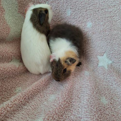 2 bébés cochon d'inde femelles #6