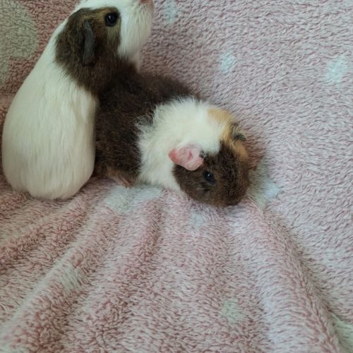 2 bébés cochon d'inde femelles #7