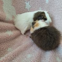 2 bébés cochon d'inde femelles #2