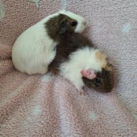 2 bébés cochon d'inde femelles #3