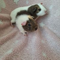 2 bébés cochon d'inde femelles #5