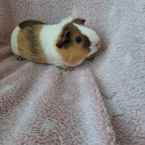 Petite femelle poil lisse #0