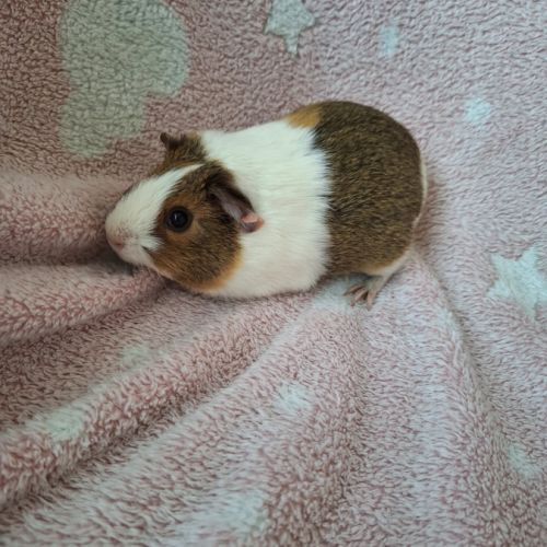 Petite femelle poil lisse #2