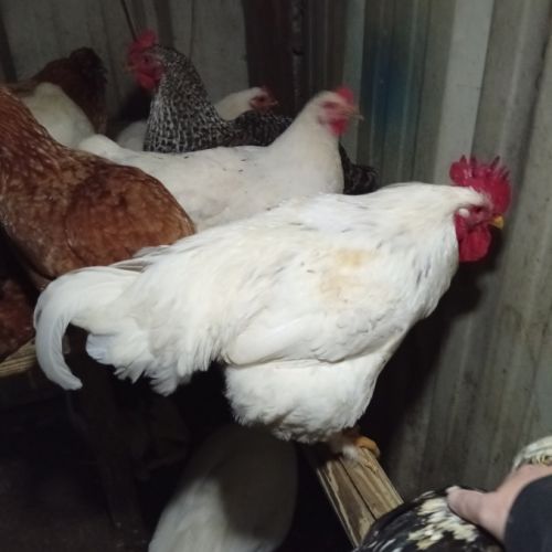 3 coqs près à la reproduction #3