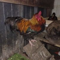 3 coqs près à la reproduction #1