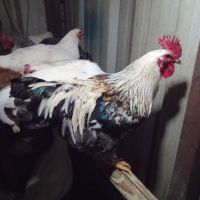 3 coqs près à la reproduction #0