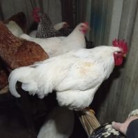 3 coqs près à la reproduction #3
