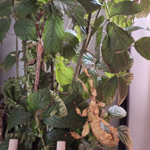 Phasmes scorpions #4