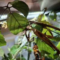 Phasmes scorpions #3