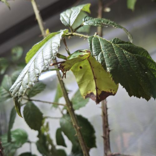 Phasme feuille, phyllium giganteum