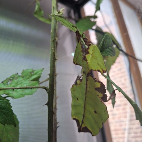 Phasme feuille, phyllium giganteum #4