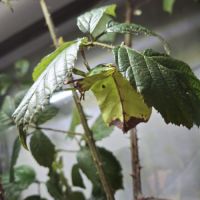 Phasme feuille, phyllium giganteum #0