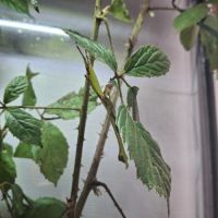 Phasme feuille, phyllium giganteum #2