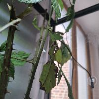 Phasme feuille, phyllium giganteum #3