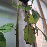 Phasme feuille, phyllium giganteum #4