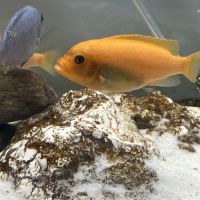 Vend 5 maylandia estherae